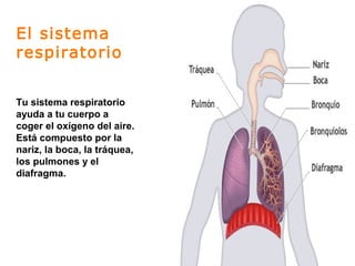 Tu sistema respiratorio
ayuda a tu cuerpo a
coger el oxígeno del aire.
Está compuesto por la
nariz, la boca, la tráquea,
los pulmones y el
diafragma.
El sistema
respiratorio
 