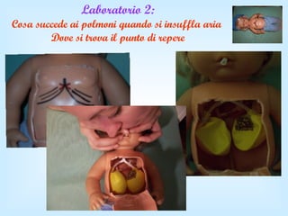 Laboratorio 2: Cosa succede ai polmoni quando si insuffla aria   Dove si trova il punto di repere 