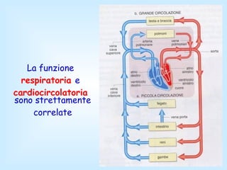 La funzione  respiratoria   e   cardiocircolatoria sono strettamente correlate 