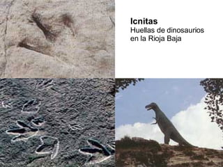 Icnitas Huellas de dinosaurios en la Rioja Baja 