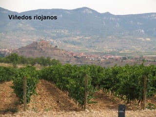 Viñedos riojanos 