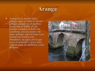 Aranga Aranga es un pueblo típico gallego, aquí se habla el idioma gallego, aunque es en pueblos donde mas se habla, en las grandes ciudades se habla en castellano, con ese acento tan típico gallego, aquí en Galicia es normal encontrarse con abundancia de agua, por lo que esa es la principal riqueza para cultivos tanto de alimentos como de flores. 
