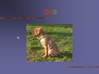 GOS
 
