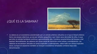¿QUÉ ES LA SABANA?
• La sabana es un ecosistema caracterizado por un estrato arbóreo-arbustivo en el que el dosel arbóreo
tiene una escasa cobertura, ya sea por árboles pequeños o por haber poca densidad de ellos, lo que
permite un estrato herbáceo continuo y generalmente alto. Combina características del bosque y del
pastizal. Normalmente, las sabanas son zonas secas de transición entre selvas y semidesiertos. Las
sabanas se encuentran ubicadas en zonas tropicales y subtropicales, sobre todo con climas tropicales
secos; aunque en ocasiones también se incluyen ecosistemas templados similares bajo esta
denominación.