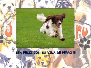 SEA FELIZ CON SU VIDA DE PERRO !!! 