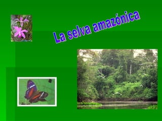 La selva amazónica 
