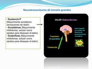 Neurotransmisores de tamaño grandes
• Sustancia P
(Mayormente excitatorio;
sensaciones de dolor)
• Encefalinas (Mayormente
inhibitorias; actúan como
opiatos para bloquear el dolor)
• Endorfinas (Mayormente
inhibitorias; actúan como
opiatos para bloquear el dolor)
 