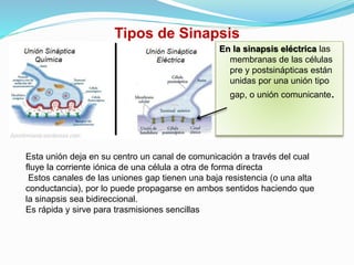 Tipos de Sinapsis
En la sinapsis eléctrica las
membranas de las células
pre y postsinápticas están
unidas por una unión tipo
gap, o unión comunicante.
Esta unión deja en su centro un canal de comunicación a través del cual
fluye la corriente iónica de una célula a otra de forma directa
Estos canales de las uniones gap tienen una baja resistencia (o una alta
conductancia), por lo puede propagarse en ambos sentidos haciendo que
la sinapsis sea bidireccional.
Es rápida y sirve para trasmisiones sencillas
 