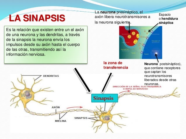 Resultado de imagen de sinapsis