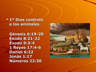 <ul><li>1º Dios controla a los animales. </li></ul><ul><li>Génesis 6:19-20 Éxodo 8:21-22 Éxodo 9:3-4 1 Reyes 17:4-6 Daniel...