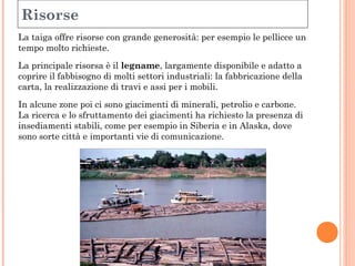 Risorse 
La taiga offre risorse con grande generosità: per esempio le pellicce un 
tempo molto richieste. 
La principale risorsa è il legname, largamente disponibile e adatto a 
coprire il fabbisogno di molti settori industriali: la fabbricazione della 
carta, la realizzazione di travi e assi per i mobili. 
In alcune zone poi ci sono giacimenti di minerali, petrolio e carbone. 
La ricerca e lo sfruttamento dei giacimenti ha richiesto la presenza di 
insediamenti stabili, come per esempio in Siberia e in Alaska, dove 
sono sorte città e importanti vie di comunicazione. 
Trasporto del 
legname 
(fluitazione) 
