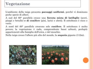 Vegetazione 
L'ambiente della taiga presenta paesaggi uniformi, perché vi dominano 
poche specie di alberi. 
A sud del 60° parallelo cresce una foresta mista di latifoglie (aceri, 
pioppi e betulle) e di conifere (pini, larici e abeti). Il sottobosco è ricco e 
vario. 
A nord del 60° parallelo crescono solo conifere. Il sottobosco è molto 
povero; la vegetazione è rada, comprendente bassi arbusti, perlopiù 
appartenenti alla famiglia dell'erica, e del muschio. 
Nella taiga cresce l'albero più alto del mondo, la sequoia gigante (112m). 
sottobosco 
 