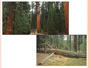 Sequoia gigante 
 