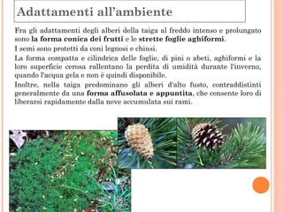 Adattamenti all’ambiente 
Fra gli adattamenti degli alberi della taiga al freddo intenso e prolungato 
sono la forma conica dei frutti e le strette foglie aghiformi. 
I semi sono protetti da coni legnosi e chiusi. 
La forma compatta e cilindrica delle foglie, di pini o abeti, aghiformi e la 
loro superficie cerosa rallentano la perdita di umidità durante l'inverno, 
quando l'acqua gela e non è quindi disponibile. 
Inoltre, nella taiga predominano gli alberi d'alto fusto, contraddistinti 
generalmente da una forma affusolata e appuntita, che consente loro di 
liberarsi rapidamente dalla neve accumulata sui rami. 
 
