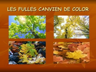 LES FULLES CANVIEN DE COLOR 