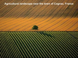 Agricultural landscape near the town of Cognac, France
 