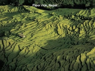 Floor rice, Nepal
 