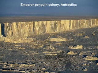 Emperor penguin colony, Antractica
 