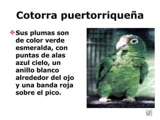 Cotorra puertorriqueña Sus plumas son de color verde esmeralda, con puntas de alas azul cielo, un anillo blanco alrededor del ojo y una banda roja sobre el pico.   