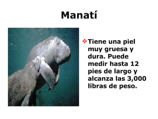Manatí Tiene una piel muy gruesa y dura. Puede medir hasta 12 pies de largo y alcanza las 3,000 libras de peso. 