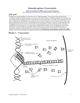 Expresión génica—Transcripción
¿Cómo se sintetiza el mRNA y qué mensaje transporta?
http://www.bionova.org.es/animbio/anim/expresiondna/transmenu_s.swf
¿Por qué?
Al DNA se le suele designar a menudo como un “plano genético”. Tal como las instrucciones que
contienen los planos necesarias para la construcción de un edificio, el ADN encontrado en el interior de
los núcleos de las células eucariotas contiene las instrucciones para el montaje de un organismo vivo. El
plano codificado en el ADN tiene sus instrucciones en forma de genes. En la mayoría de los casos, los
genes dirigen la producción de un polipéptido, con los cuales se pueden construir otras proteínas más
complejas, tales como enzimas u hormonas. Estos polipéptidos y otras moléculas hacen funcionar el
metabolismo del organismo y, en organismos multicelulares, dictan cuál es el trabajo de cada célula.
Entonces, ¿cuál es el lenguaje de estas instrucciones y cómo se leen y son decodificadas por los
organelos celulares? Esta actividad se centrará en la decodificación de los genes en eucariotas. Algo
similar ocurre en procariotas, con algunas diferencias (recuerda que procariotas carecen de núcleo).
Modelo 1 – Transcripción
5’ 3’
Cromosoma de una
Célula que no está en
división
Hebra molde (no codificante
o antisentido)
A
A
C
U
Dentro del Núcleo
U
Fuera del
Núcleo
RNA polimerasa y
Factores de Transcripción
A
G
G
U
G
C
A
U
C G
GC
G
G UA GC U A
Dirección
de síntesis
G
C
UA
hebra de pre-mRNA creciente
G U
U A C
C
C
Nucleótidos libres
de RNA
5’ 3’
membrana nuclear
Expresión génica—Transcripción
U A
T
C
A
G
1
 
