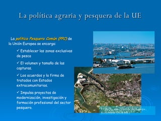 La política agraria y pesquera de la UE La  política Pesquera Común (PPC)  de la Unión Europea se encarga: Establecer las zonas exclusivas de pesca El volumen y tamaño de las capturas. Los acuerdos y la firma de tratados con Estados extracomunitarios. Impulsa proyectos de modernización, investigación y formación profesional del sector pesquero. El puerto más grande de Europa, Rotterdam (Holanda) 