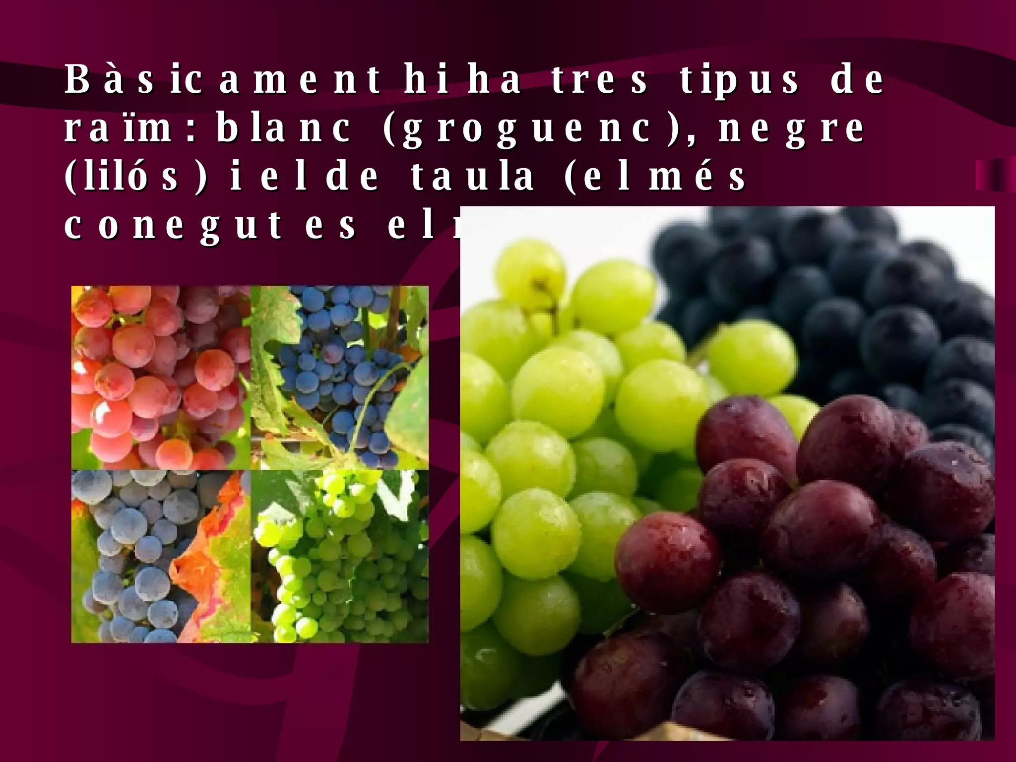 Bàsicament hi ha tres tipus de raïm: blanc (groguenc), negre (lilós) i el de taula (el més conegut es el moscatell) 