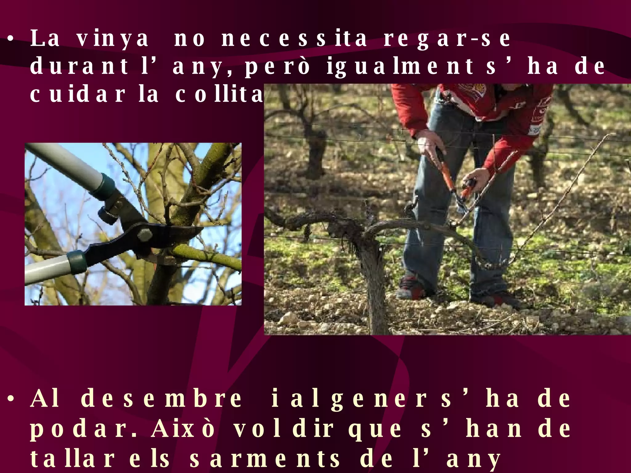 La vinya  no necessita regar-se durant l’any, però igualment s’ha de cuidar la collita. Al  desembre  i al gener s’ha de podar. Això vol dir que s’han de tallar els sarments de l’any passat perque neixin de nous i amb més força 