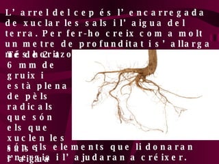 L’arrel del cep és l’encarregada de xuclar les sals i l’aigua del terra. Per fer-ho creix com a molt un metre de profunditat i s’allarga més horitzontalment.  Té de 2 a 6 mm de gruix i està plena de pèls radicals que són els que xuclen les sals i l’aigua que són els elements que li donaran energia i l’ajudaran a créixer. 