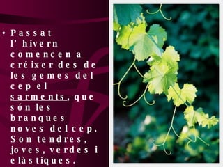 Passat l’hivern comencen a créixer des de les gemes del cep el  sarments , que són les branques noves del cep. Son tendres, joves, verdes i elàstiques. 