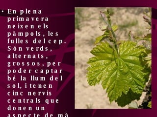 En plena primavera neixen els pàmpols, les fulles del cep. Són verds, alternats, grossos, per poder captar bé la llum del sol, i tenen cinc nervis centrals que donen un aspecte de mà a la fulla. 