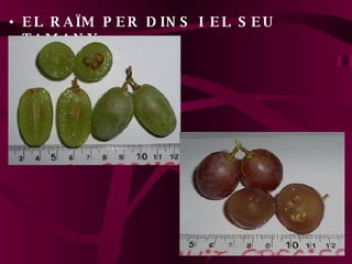 EL RAÏM PER DINS I EL SEU TAMANY 