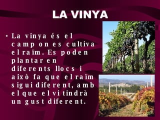 LA VINYA La vinya és el camp on es cultiva el raïm. Es poden plantar en diferents llocs i això fa que el raïm sigui diferent, amb el que el vi tindrà un gust diferent. 