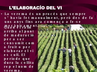 L’ELABORACÍO DEL VI  La verema és un procés que sempre s’havia fet manualment, però des de fa uns anys fins ara comença a fe-se mecànicament. Quan el raïm arriba al punt de maduració per a ser consumit com a fruit o per elaborar el vi es cull. El període que dura la collita rep el nom de verema. 