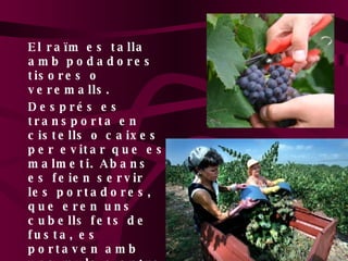 El  raïm es talla amb podadores tisores o veremalls. Després es transporta en cistells o caixes per evitar que es malmeti. Abans es feien servir les portadores, que eren uns cubells fets de fusta, es portaven amb una mula o entre dues persones 