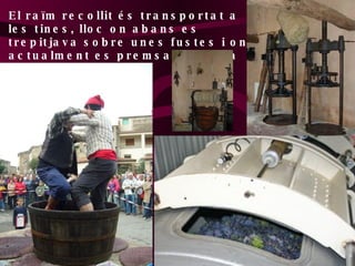 El raïm recollit és transportat a les tines, lloc on abans es trepitjava sobre unes fustes i on actualment es premsa amb una pemsadora 
