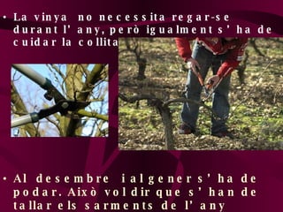 La vinya  no necessita regar-se durant l’any, però igualment s’ha de cuidar la collita. Al  desembre  i al gener s’ha de podar. Això vol dir que s’han de tallar els sarments de l’any passat perque neixin de nous i amb més força 