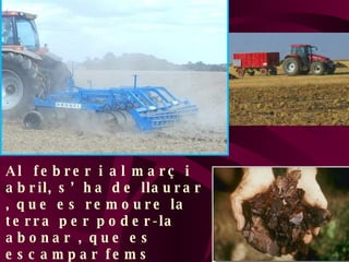 Al  febrer i al març i abril, s’ha de llaurar , que es remoure la terra per poder-la abonar , que es escampar fems orgànics per la vinya. 