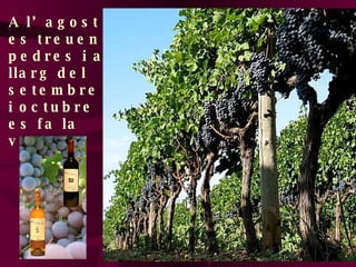 A l’agost es treuen pedres i al llarg del setembre i octubre es fa la verema. 