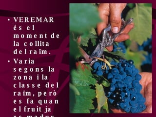 VEREMAR és el moment de la collita del raïm. Varia segons la zona i la classe del raïm, però es fa quan el fruit ja es madur. 