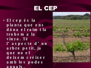 EL CEP El cep és la planta que ens dóna el raïm i la trobem a la vinya. Té l’aspecte d’un arbre petit, ja que no el deixem créixer amb les podes anuals.  