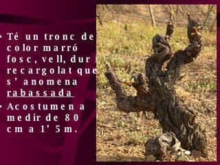 Té un tronc de color marró fosc, vell, dur i recargolat que s’anomena  rabassada Acostumen a medir de 80 cm a 1’5m. 