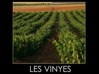 LES VINYES 