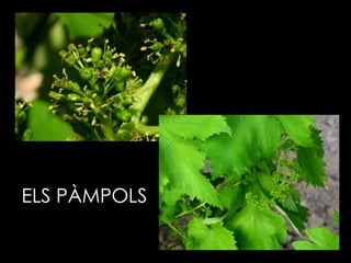 ELS PÀMPOLS 