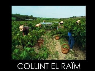 COLLINT EL RAÏM 