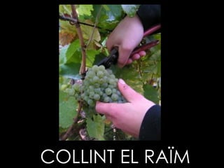 COLLINT EL RAÏM 
