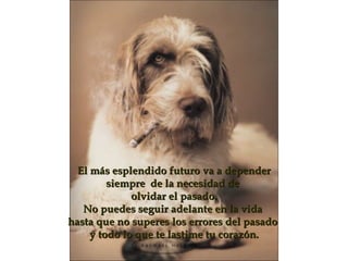 El más esplendido futuro va a depender siempre  de la necesidad de  olvidar el pasado. No puedes seguir adelante en la vida  hasta que no superes los errores del pasado  y todo lo que te lastime tu corazón . 