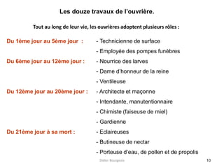 10
Du 1ème jour au 5ème jour : - Technicienne de surface
- Employée des pompes funèbres
Du 6ème jour au 12ème jour : - Nourrice des larves
- Dame d’honneur de la reine
- Ventileuse
Du 12ème jour au 20ème jour : - Architecte et maçonne
- Intendante, manutentionnaire
- Chimiste (faiseuse de miel)
- Gardienne
Du 21ème jour à sa mort : - Eclaireuses
- Butineuse de nectar
- Porteuse d’eau, de pollen et de propolis
Les douze travaux de l’ouvrière.
Tout au long de leur vie, les ouvrières adoptent plusieurs rôles :
Didier Bourgeois
 
