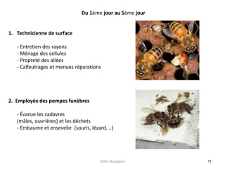 11
Du 1ème jour au 5ème jour
1. Technicienne de surface
- Entretien des rayons
- Ménage des cellules
- Propreté des allées
- Calfeutrages et menues réparations
2. Employée des pompes funèbres
- Évacue les cadavres
(mâles, ouvrières) et les déchets
- Embaume et ensevelie (souris, lézard, ..)
Didier Bourgeois
 