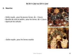 12
Du 6ème jour au 12ème jour
3. Nourrice
- Gelée royale , pour les jeunes larves de – 3 jours
- Bouillie de miel et pollen, pour les larves de + 3 jours
- Opercule les cellules
- Gelée royale , pour les larves royales
Didier Bourgeois
 